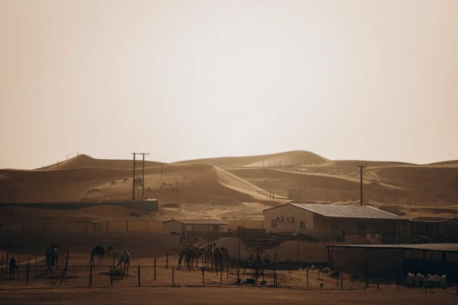 Camel camp with stunning sand dunes in Al Ain, Abu Dhabi during sunset.