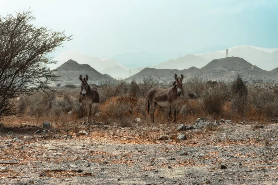 Two wild donkeys stand in the rugged desert landscape of Fujairah, UAE, surrounded by mountains.