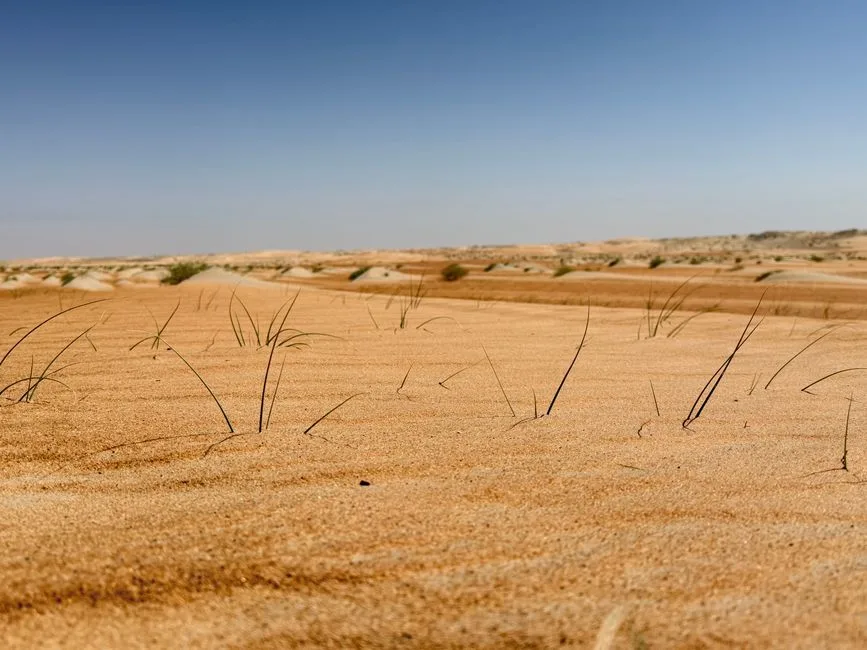 Expansive view of Al Dhafra's desert dunes under a clear sky, showcasing natural beauty.