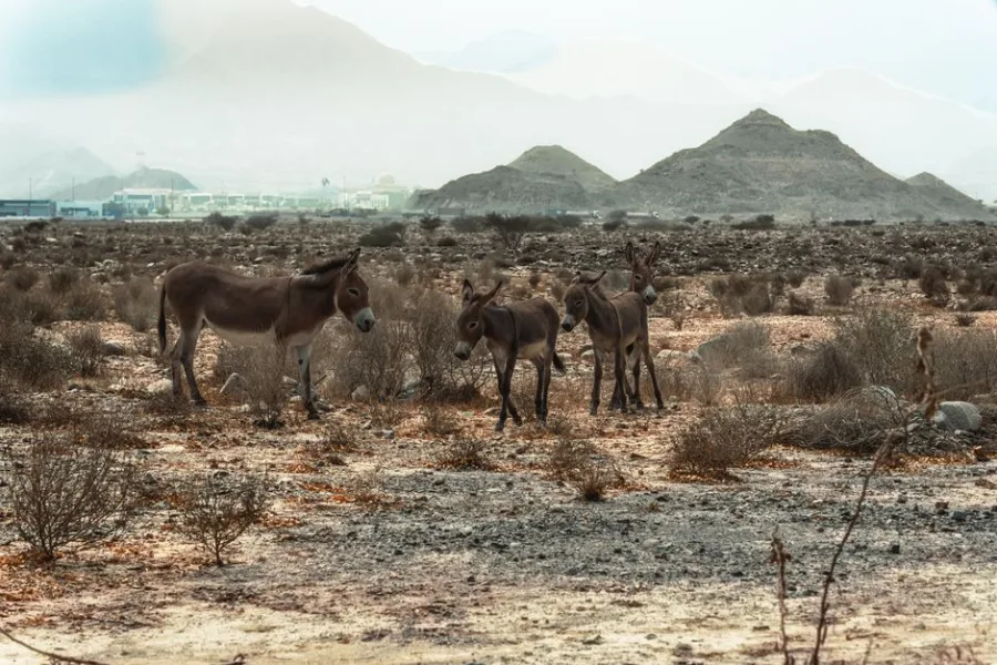 A group of wild donkeys in the rocky desert landscape of Fujairah, UAE, with mountains in the background.